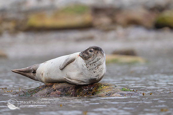 Harbor seal