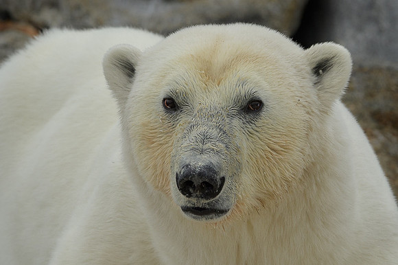 Polar bear