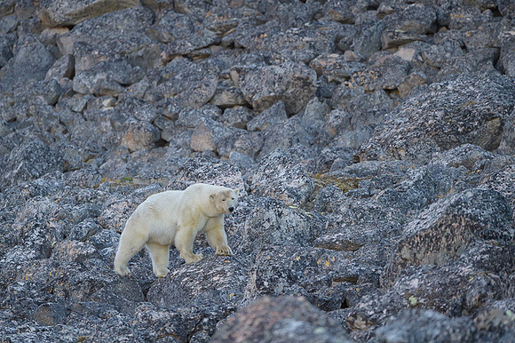 Polar bear