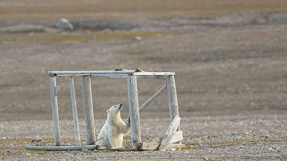 Polar bear