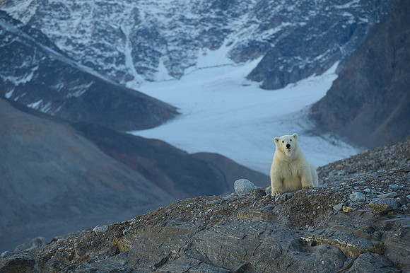 Polar bear