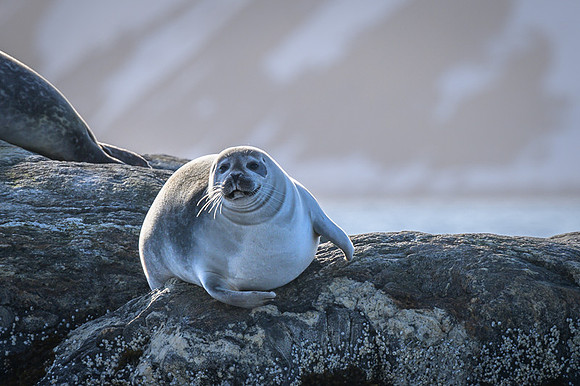 Harbor seal