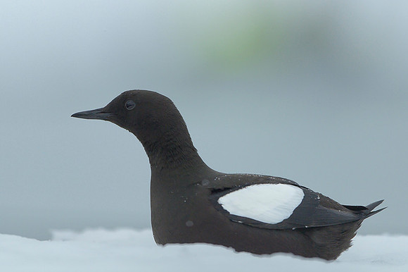 Black guilemot