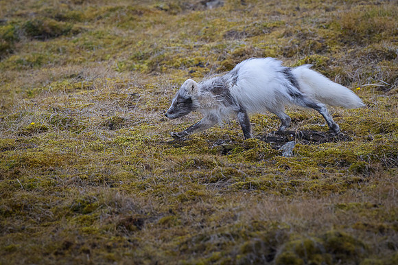Arctic fox White