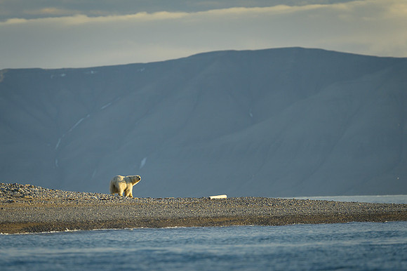 Polar bear
