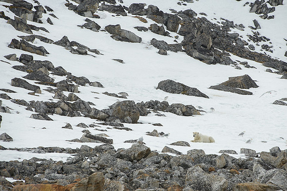 Polar bear