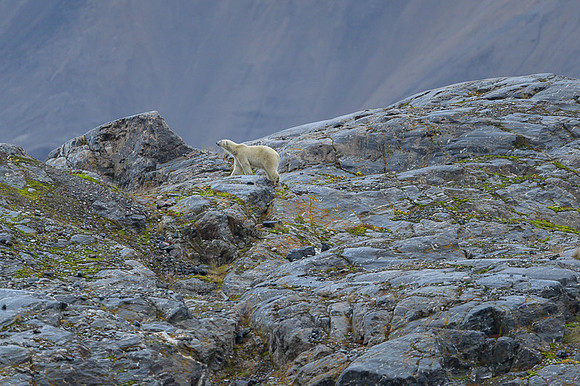 Polar bear