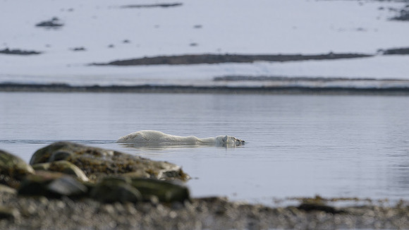 Polar bear