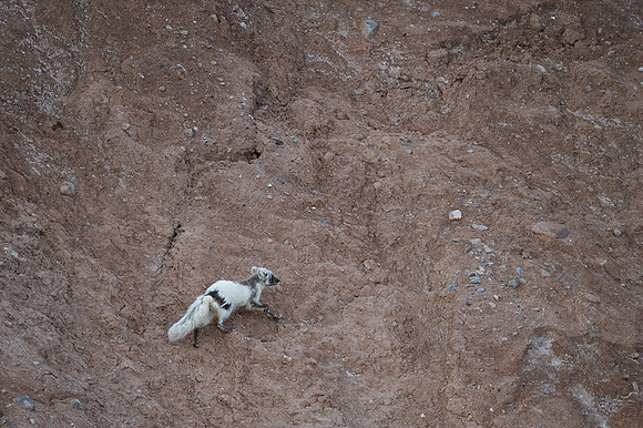Arctic fox White
