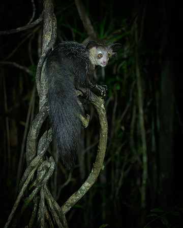 Aye-Aye