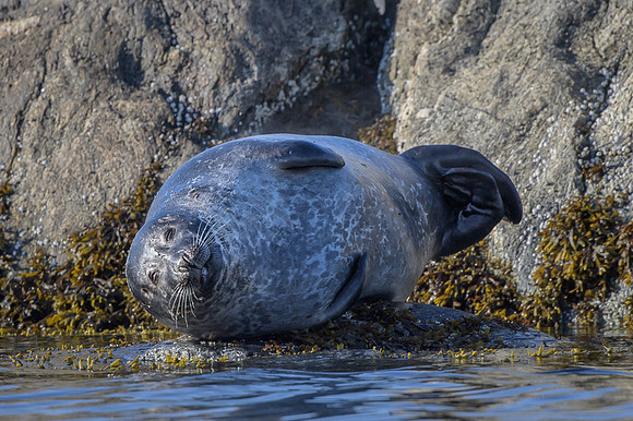 Harbor seal
