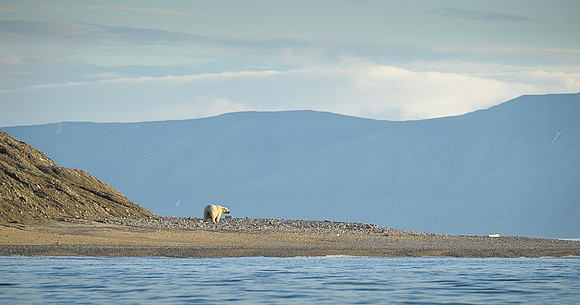 Polar bear