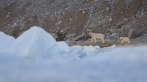 Polar bear