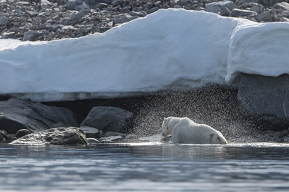 Polar bear
