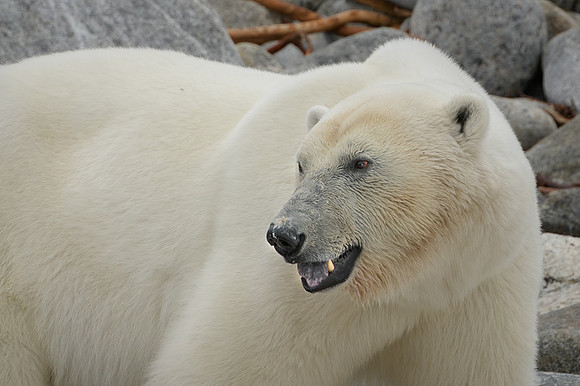 Polar bear