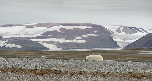 Polar bear