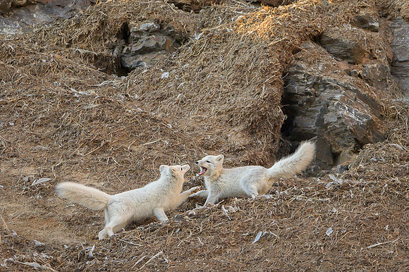 Arctic fox White