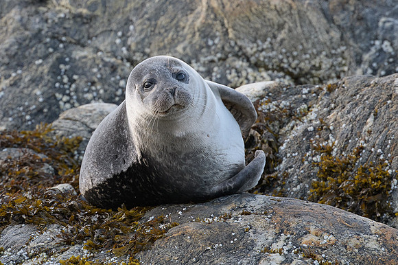 Harbor seal