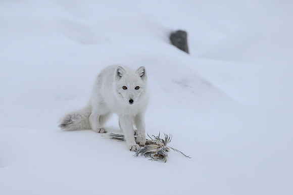 Arctic fox White