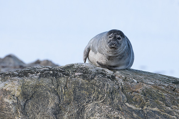 Harbor seal