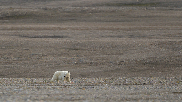 Polar bear