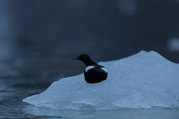 Black guilemot