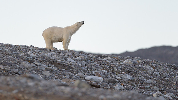 Polar bear