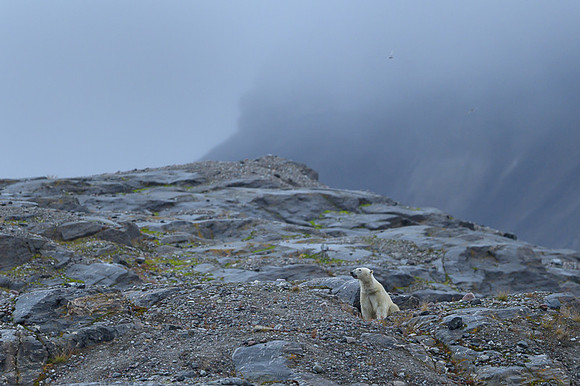 Polar bear
