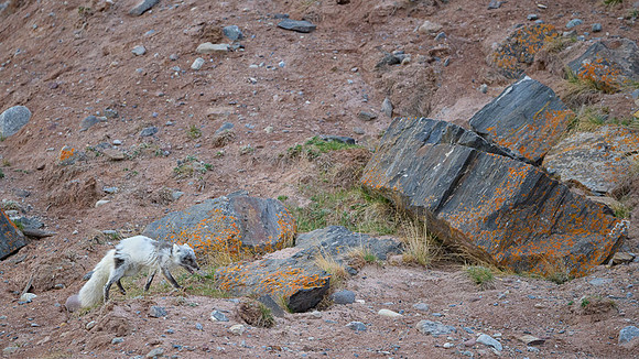 Arctic fox White