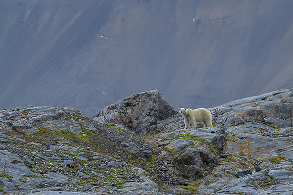 Polar bear