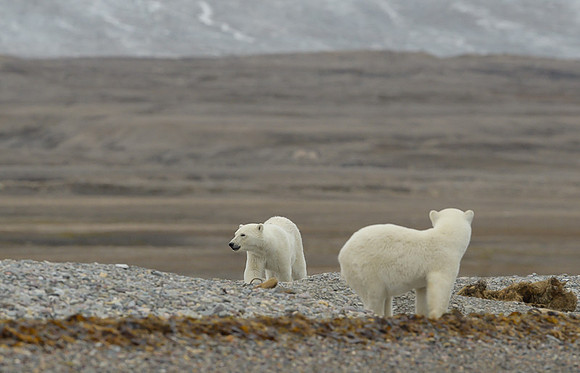 Polar bear