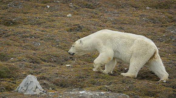 Polar bear