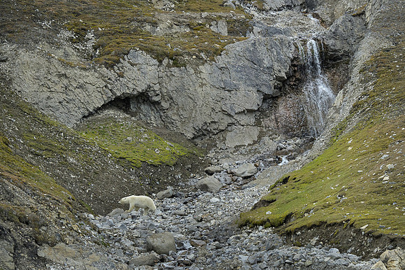 Polar bear