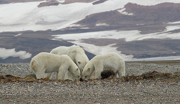 Polar bear