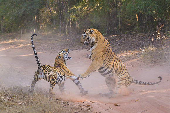 Tiger fight