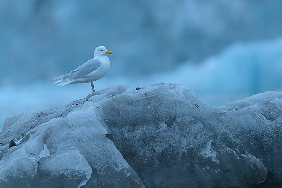 Glaucous gull