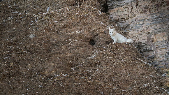 Arctic fox White
