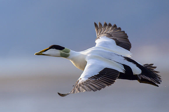 Common Eider