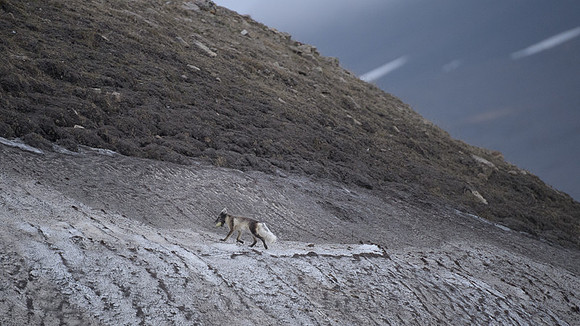 Arctic fox White