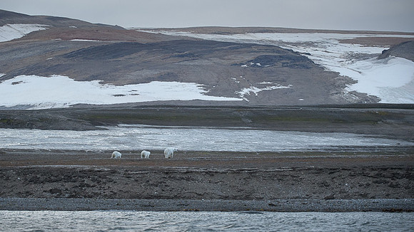 Polar bear