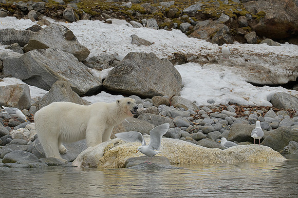 Polar bear