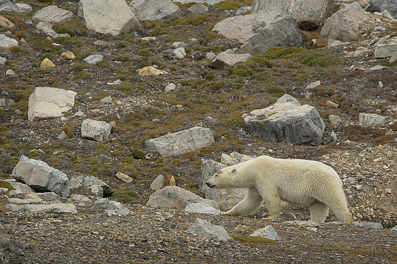 Polar bear
