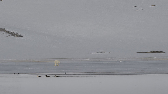 Polar bear