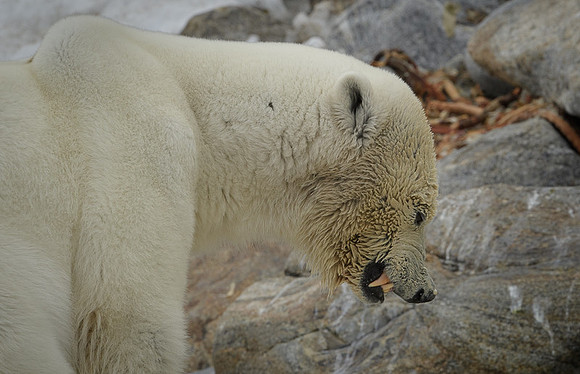 Polar bear