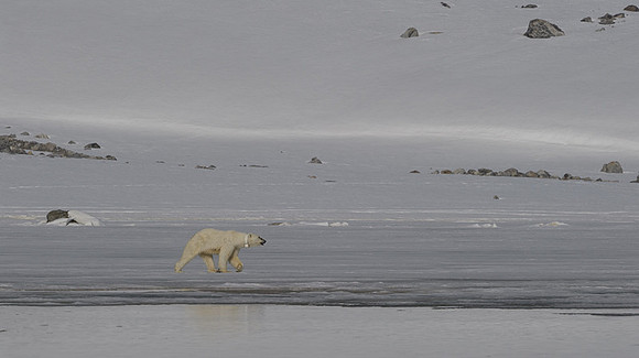 Polar bear