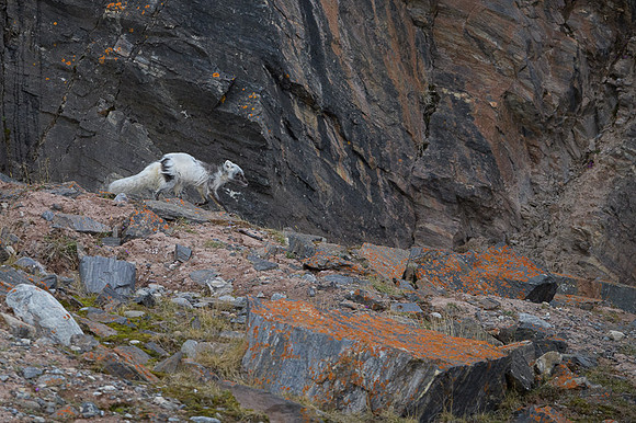 Arctic fox White