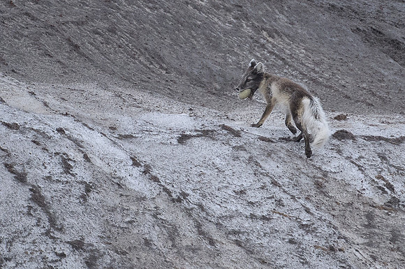 Arctic fox White