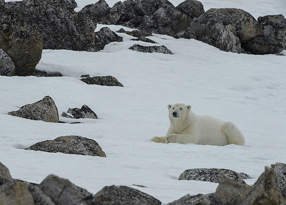 Polar bear