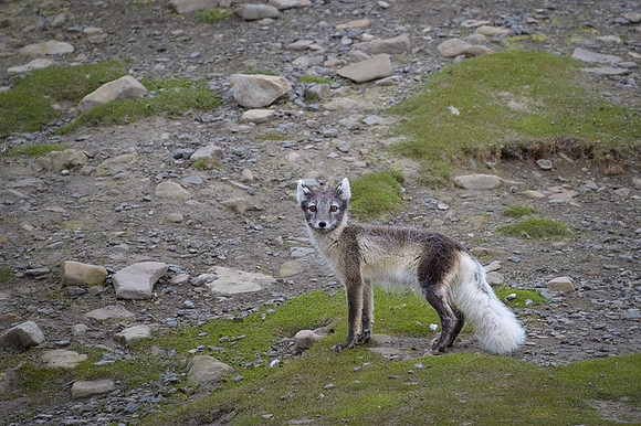 Arctic fox White