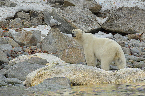 Polar bear